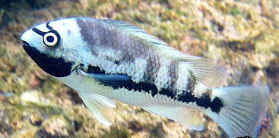 Hollenbroeder cichliden, Dieren en Toebehoren, Vis, Zoetwatervis