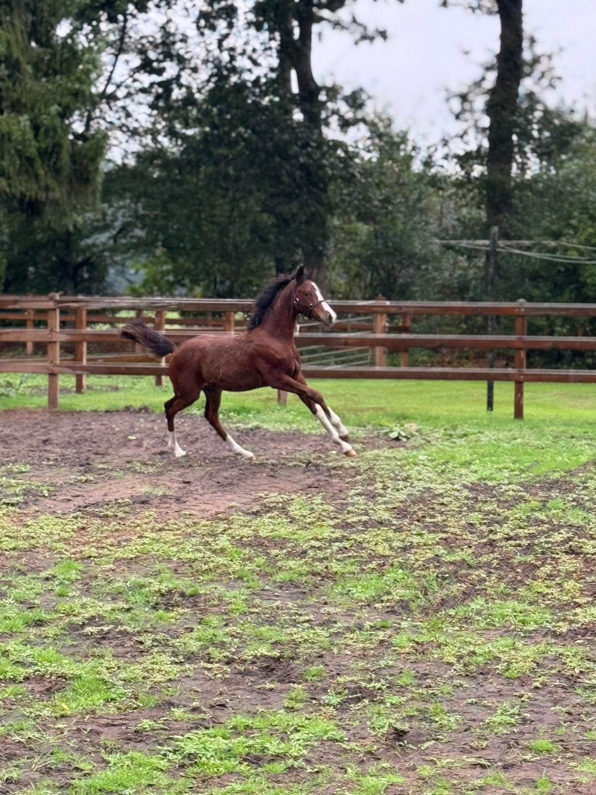 NWR Hengstveulen Orchard Don Johnson | Sportpony, Met stamboom, Dressuurpony, Niet van toepassing, 0 tot 2 jaar