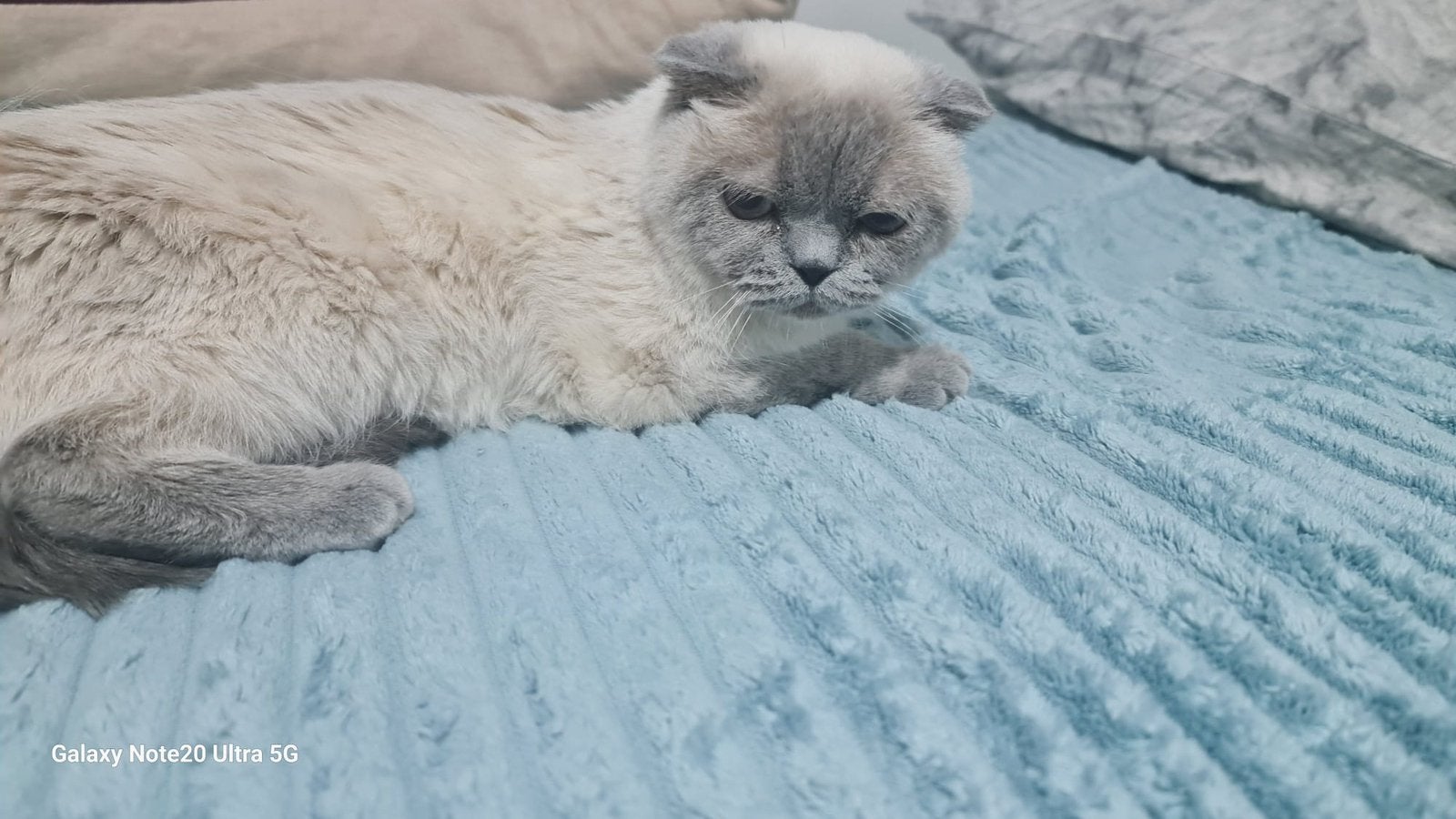 Poes, Dieren en Toebehoren, Katten en Kittens | Overige Katten, Poes