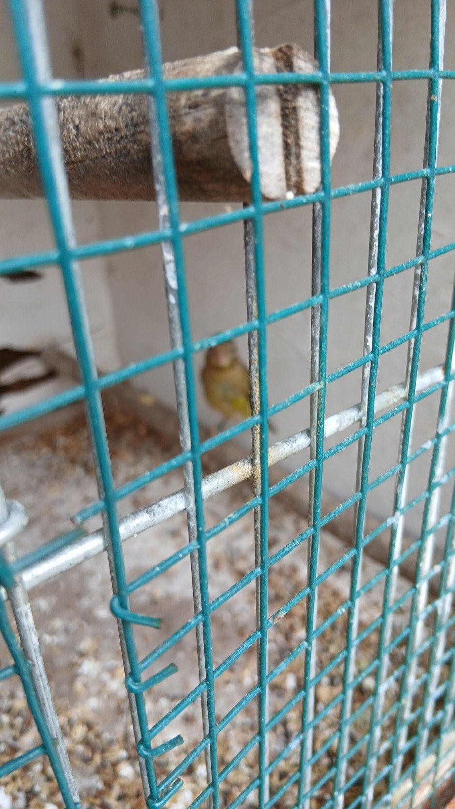 raza mankanarie 2026, Dieren en Toebehoren, Vogels | Kanaries, Mannelijk