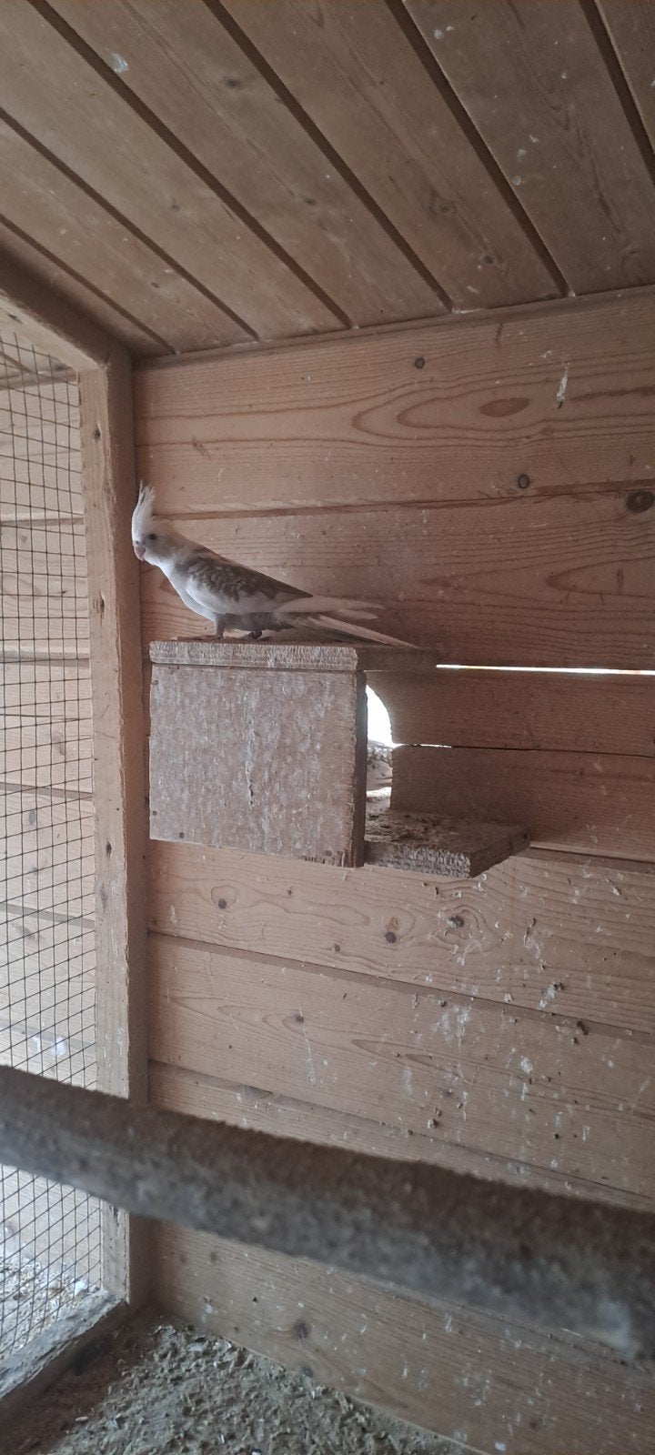 Te koop jonge valkparkieten, Dieren en Toebehoren, Vogels | Duiven, Meerdere dieren, Overige soorten