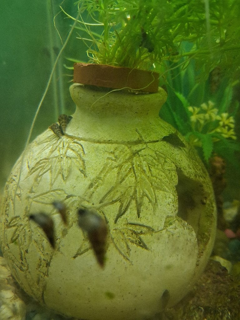 Slakken, Dieren en Toebehoren, Slak of Weekdier, Zoetwatervis