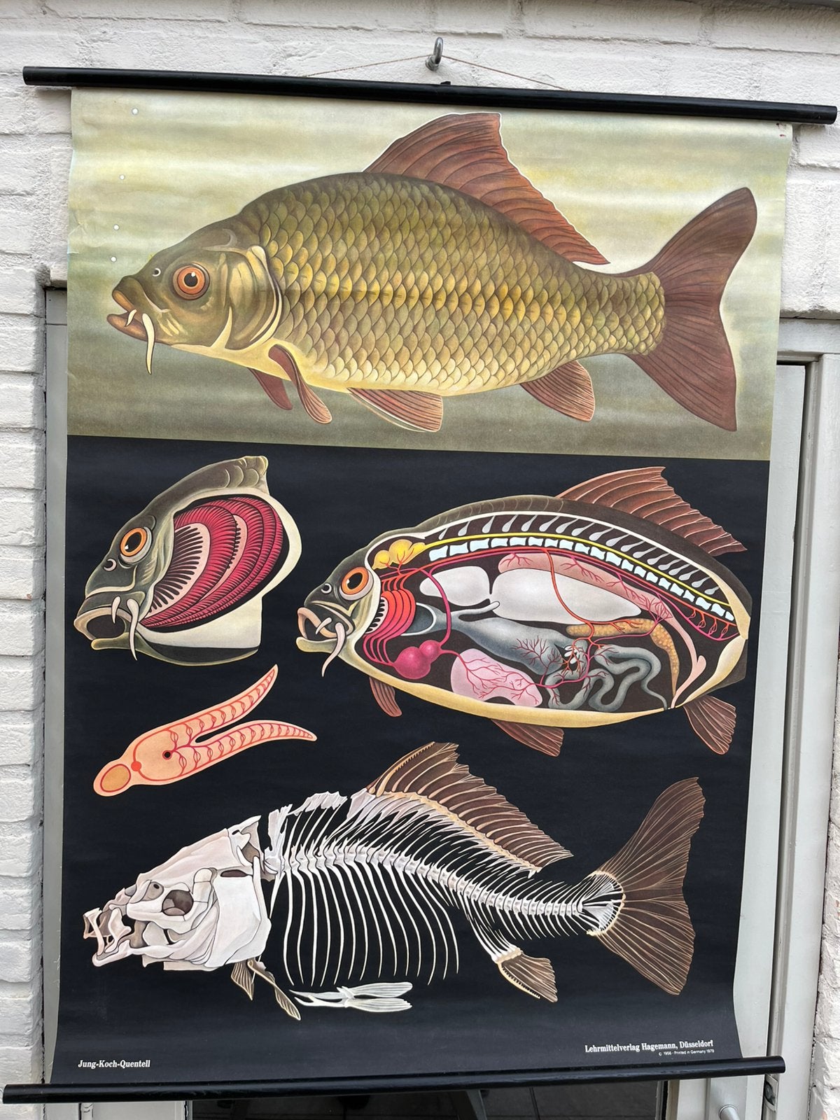 In nieuwstaat linnen schoolplaat!! Karper, Jung Koch 1956!!, Ophalen of Verzenden, Natuur en Biologie
