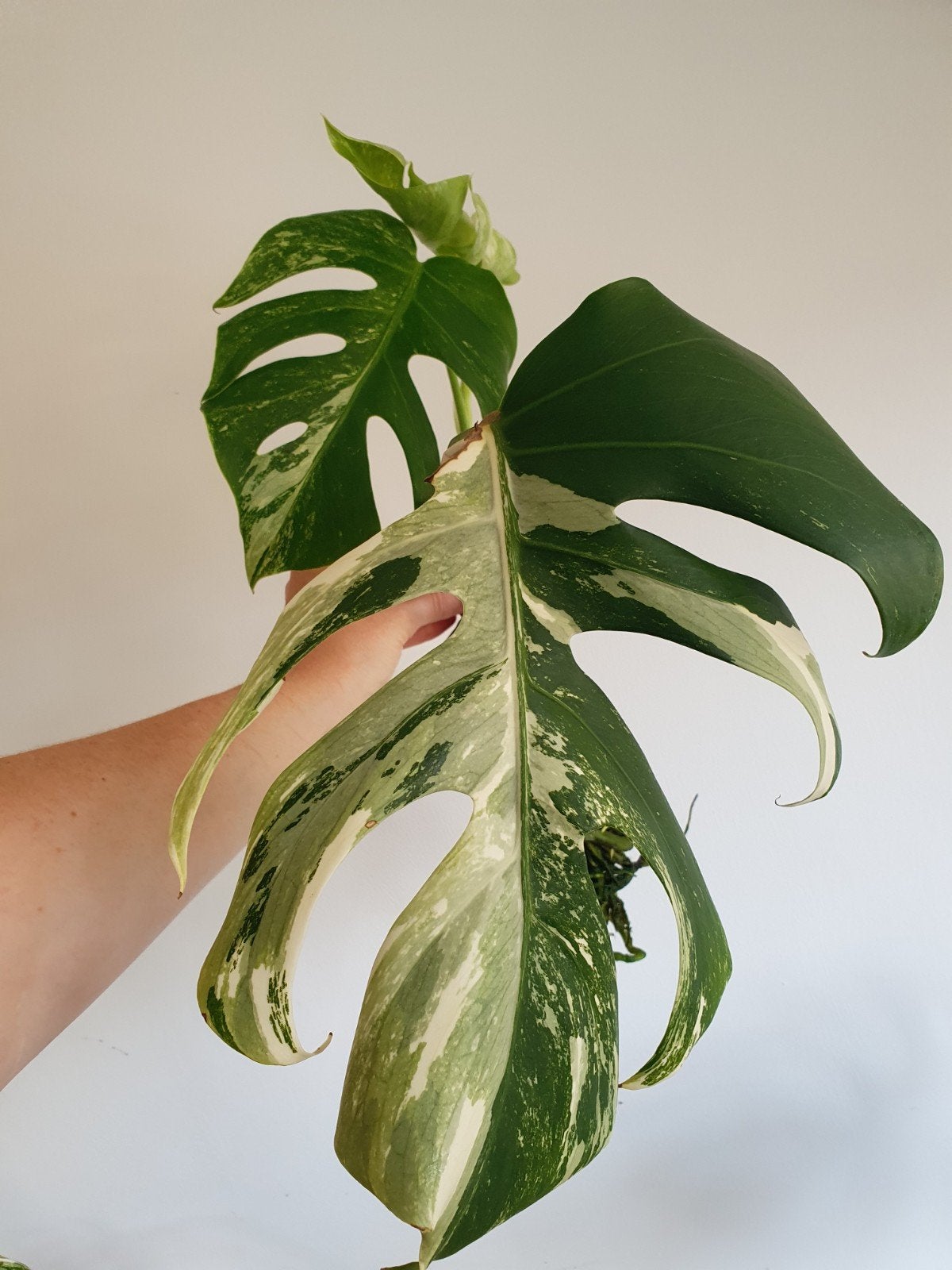 Monstera variegata stek, Ophalen, Minder dan 100 cm
