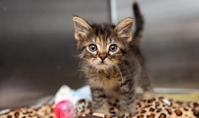 kitten gezocht, Ophalen