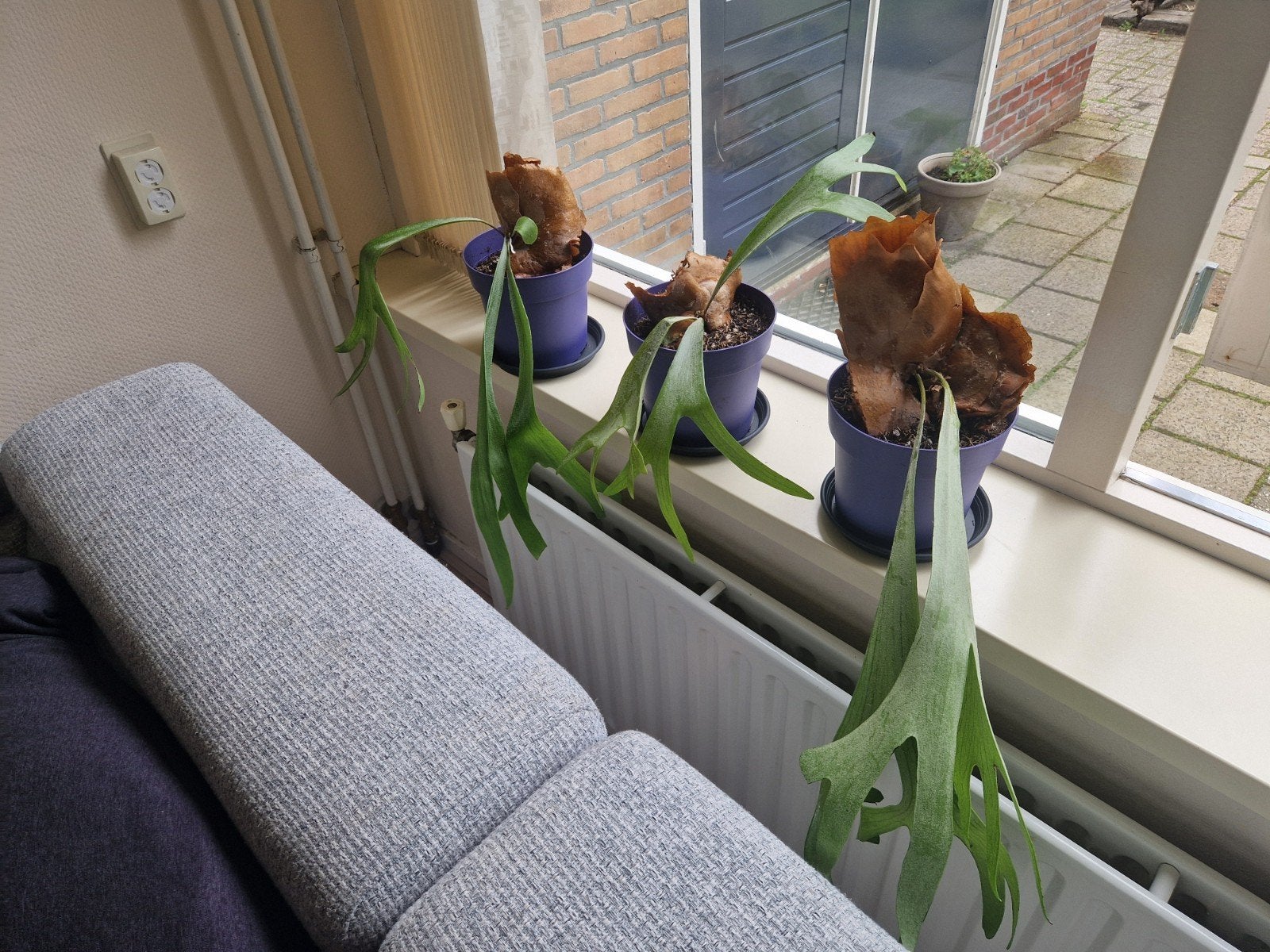 Hertshoorn varen plant, Huis en Inrichting, Kamerplanten, Ophalen of Verzenden, Halfschaduw, Minder dan 100 cm