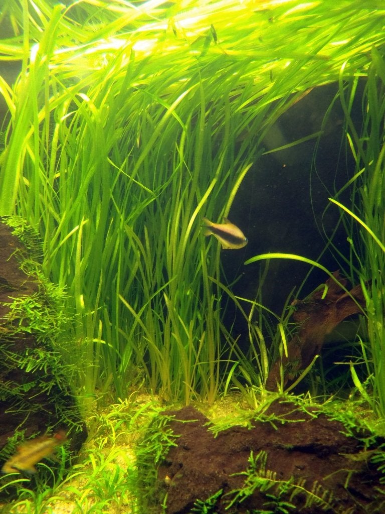 Vallisneria Spiralus met wortel (onderwater riet), Ophalen of Verzenden, Nieuw, Plant(en), Steen of Hout