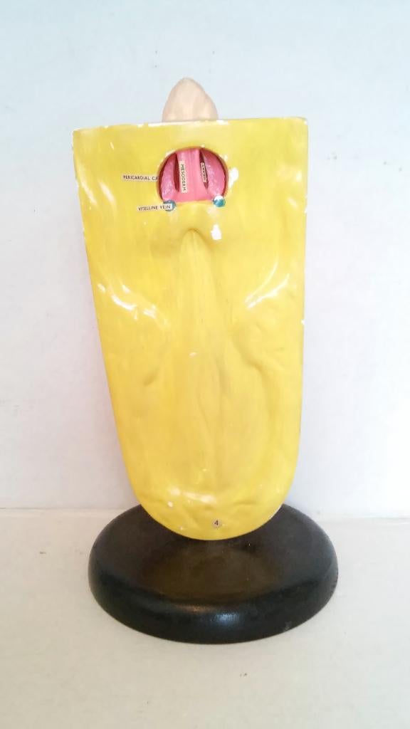 Oud Medisch anatomisch model hart longaderen embryo, Antiek en Kunst, Ophalen of Verzenden