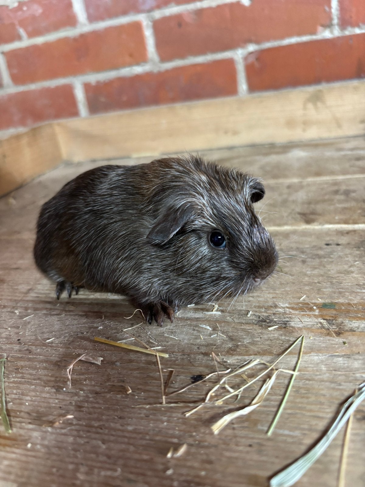 Mooi cavia beertje, Cavia, Mannelijk, Juli, Tam