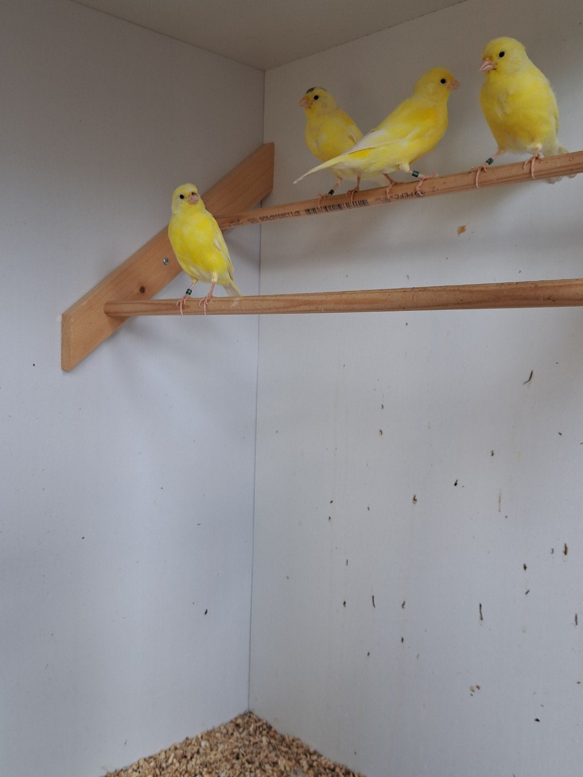Hele mooie kanaries., Meerdere dieren, Kleurkanarie