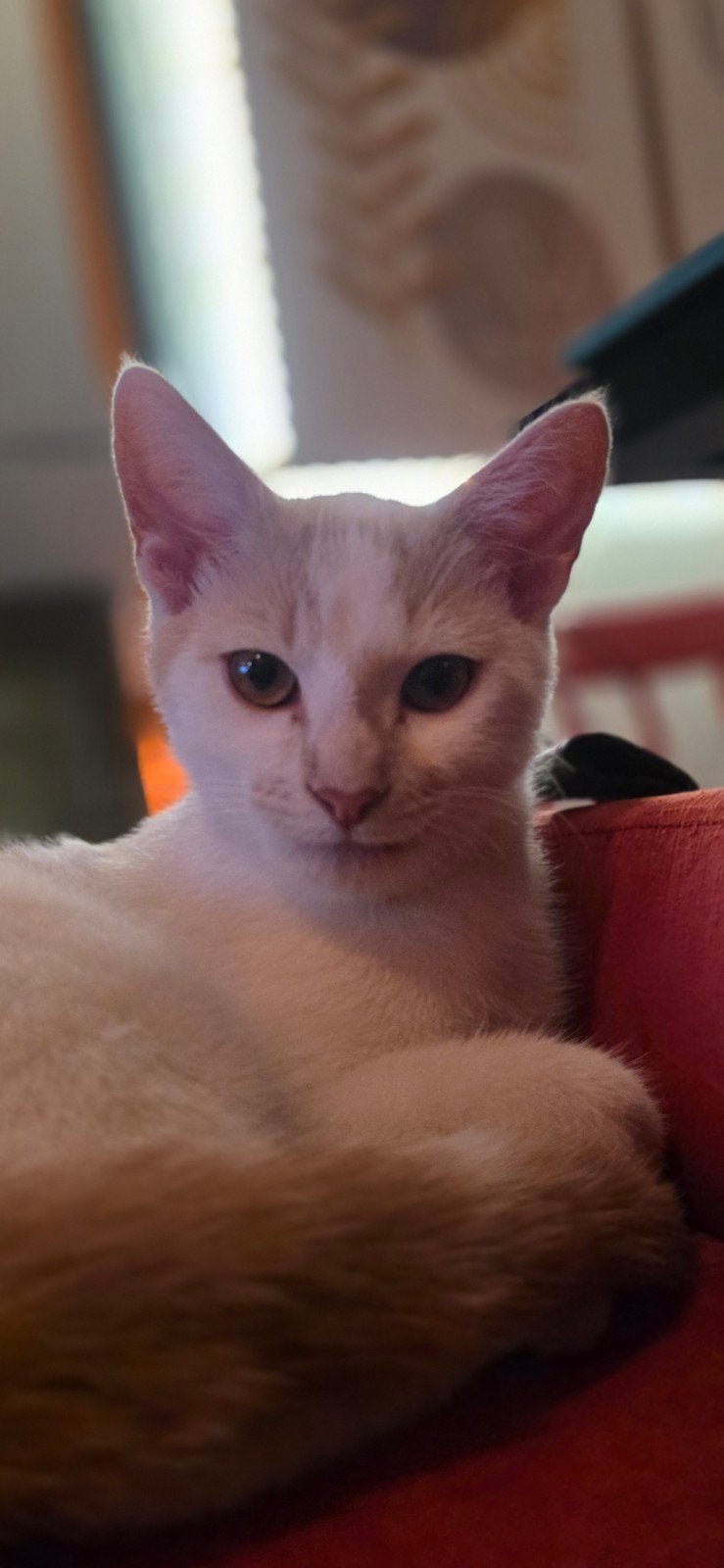 Lieve, Vrolijke Broertjes (Ginger & Aarde) Zoeken Huis, Kater, 0 tot 2 jaar
