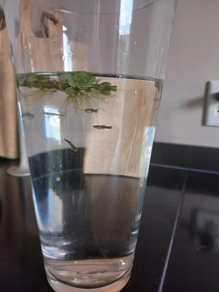 Guppies guppen 10 stuks, Dieren en Toebehoren, Vis, Zoetwatervis, Schoolvis
