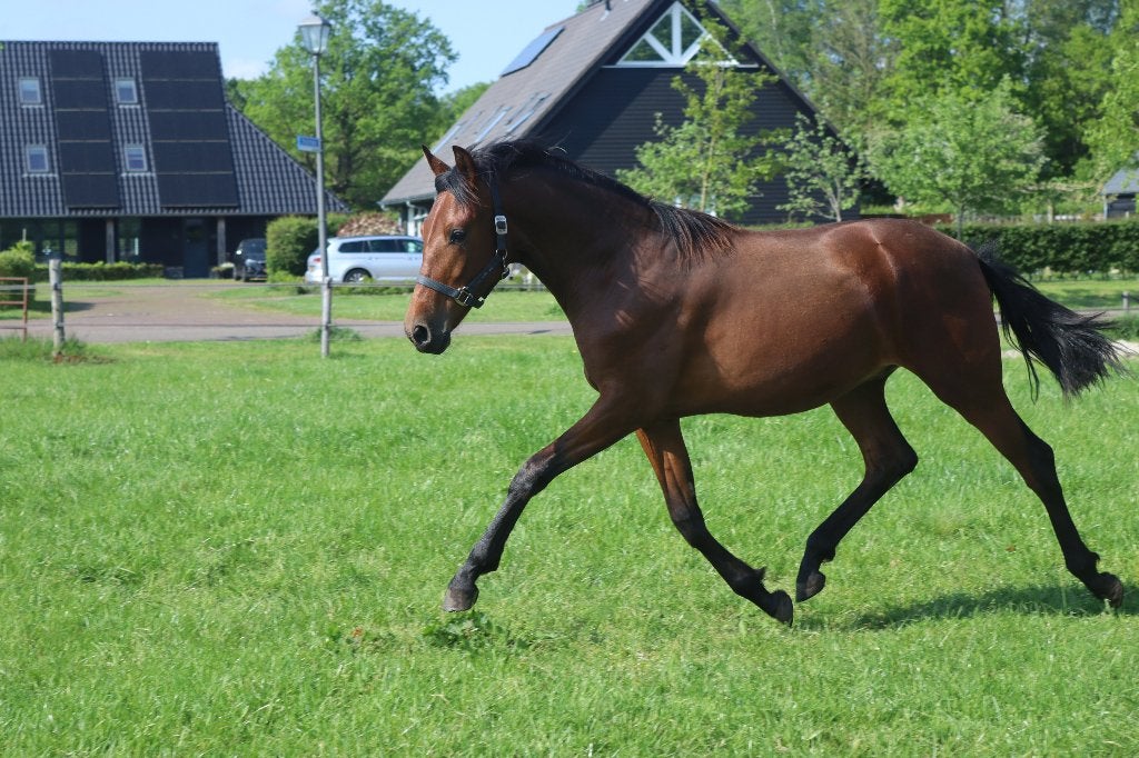 Super leuke 3,5 jarige PRE Ruin, Dieren en Toebehoren, Merrie, Met stamboom, M, Dressuurpaard