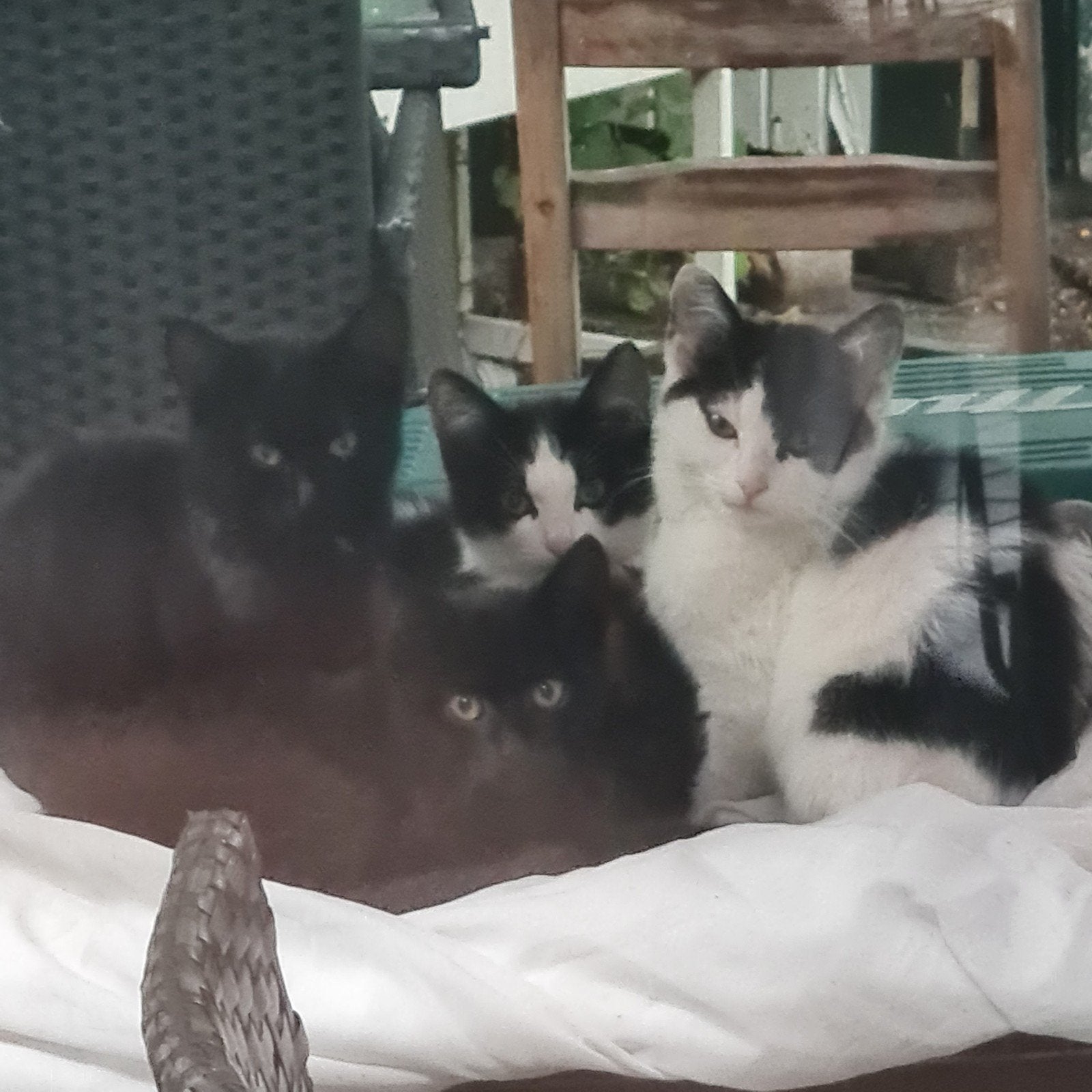 gratis kittens 12 wk, Mei, Meerdere dieren