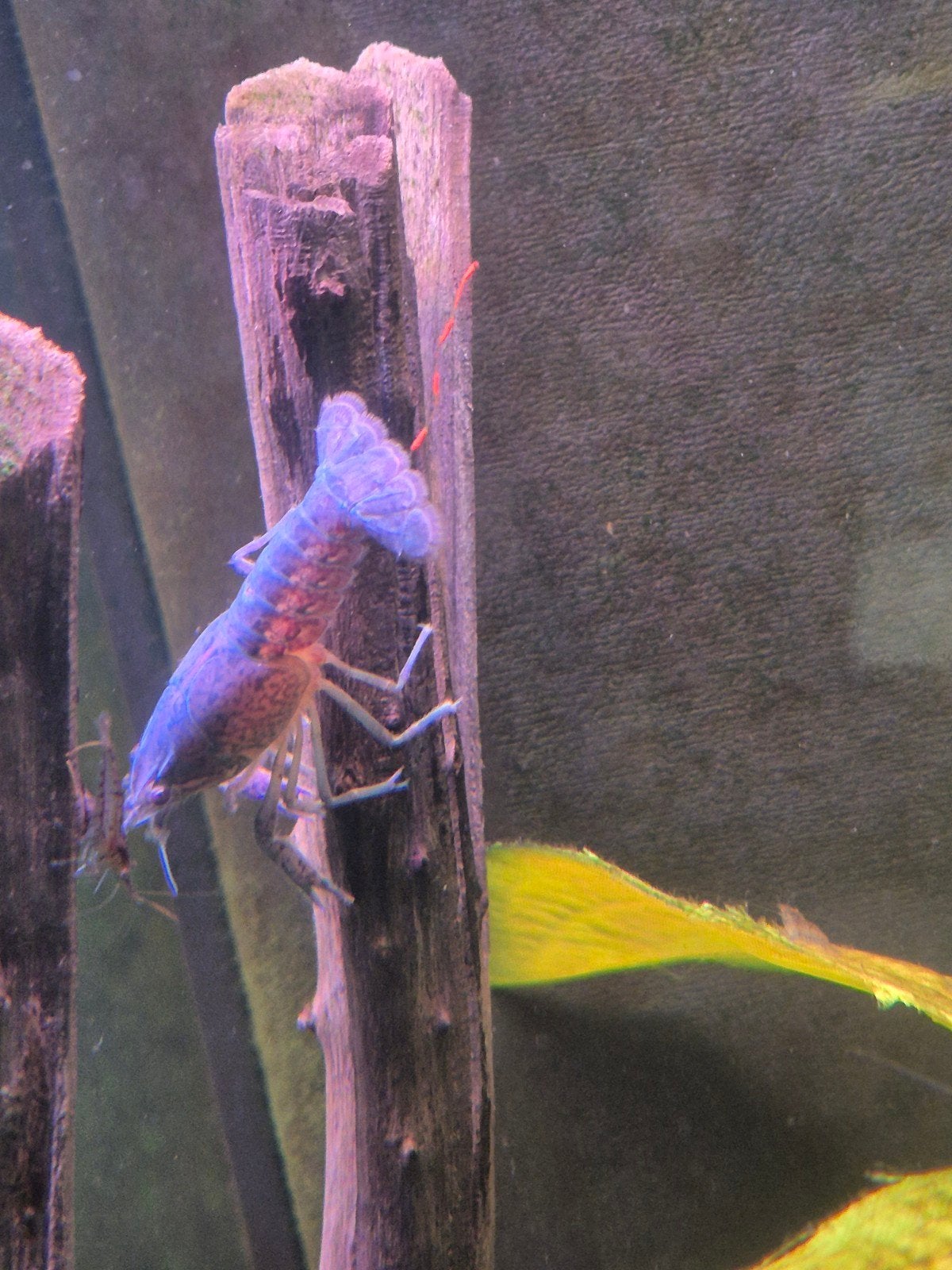 blauwe florida kreeft, Dieren en Toebehoren, Vissen | Aquariumvissen, Kreeft, Krab of Garnaal, Zoetwatervis