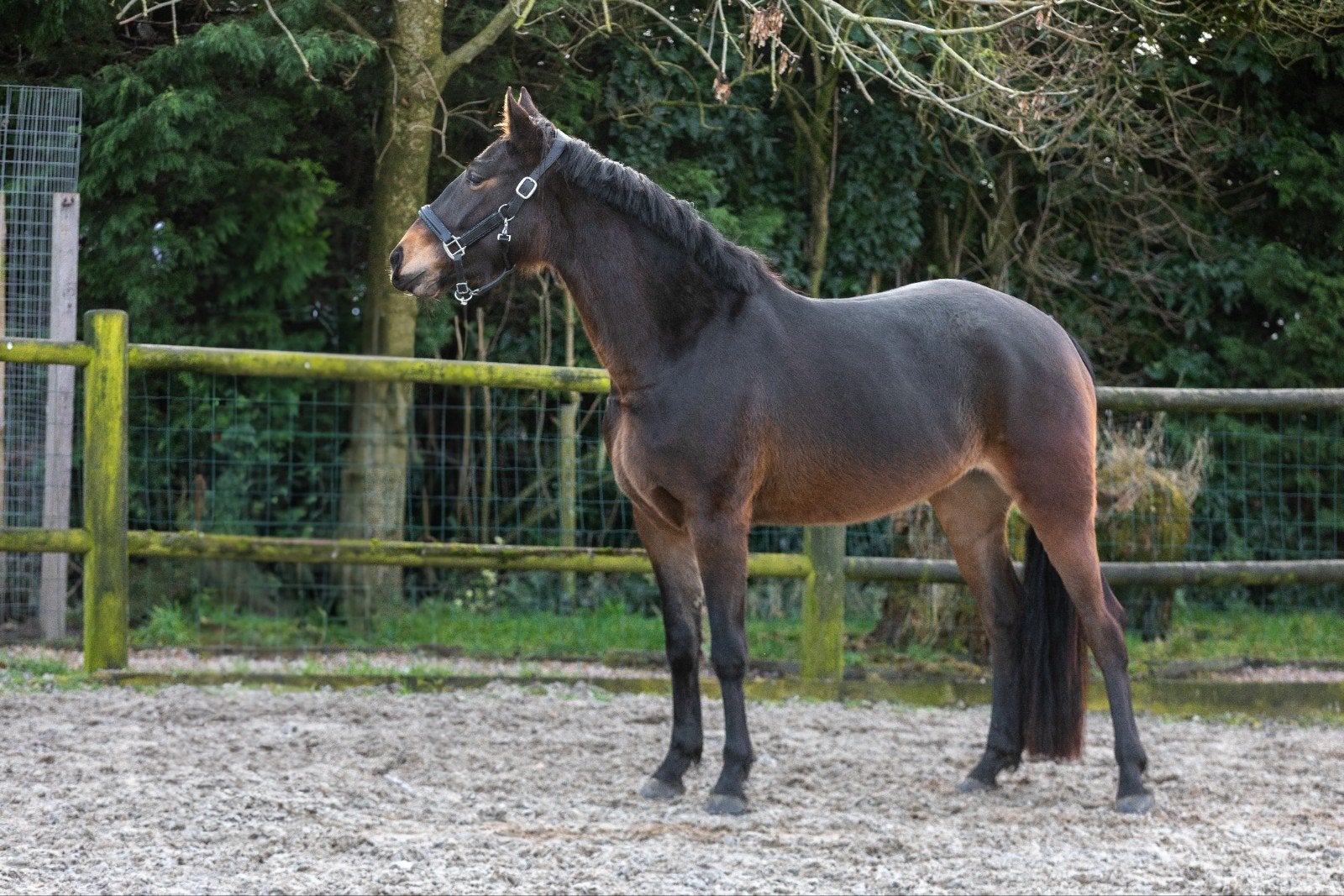 lieve 5 jarige kwpn merrie, Dieren en Toebehoren, Merrie, Minder dan 160 cm, Dressuurpaard, Zadelmak