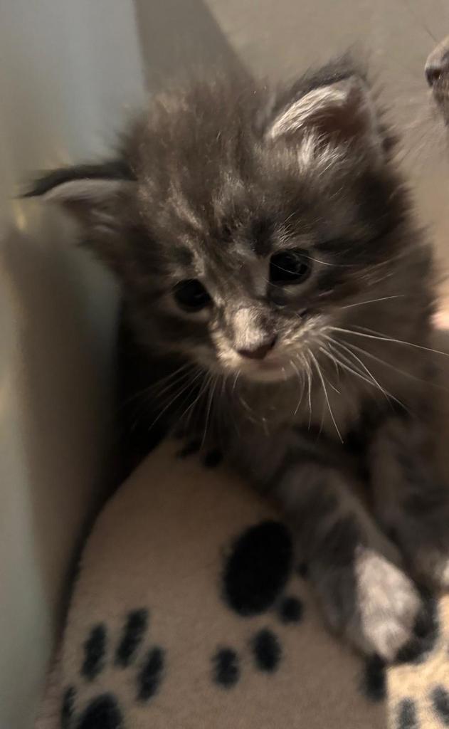 Blue silvertabby poes mainecoon met stamboom, Dieren en Toebehoren, Poes, Langharig, 0 tot 2 jaar