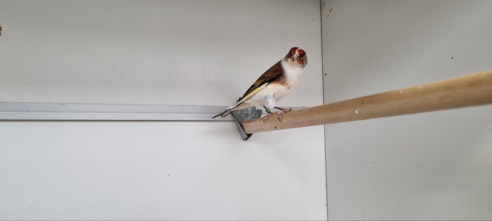 Bonte Bastaard Putter man, Mannelijk, Wildzangvogel, Geringd