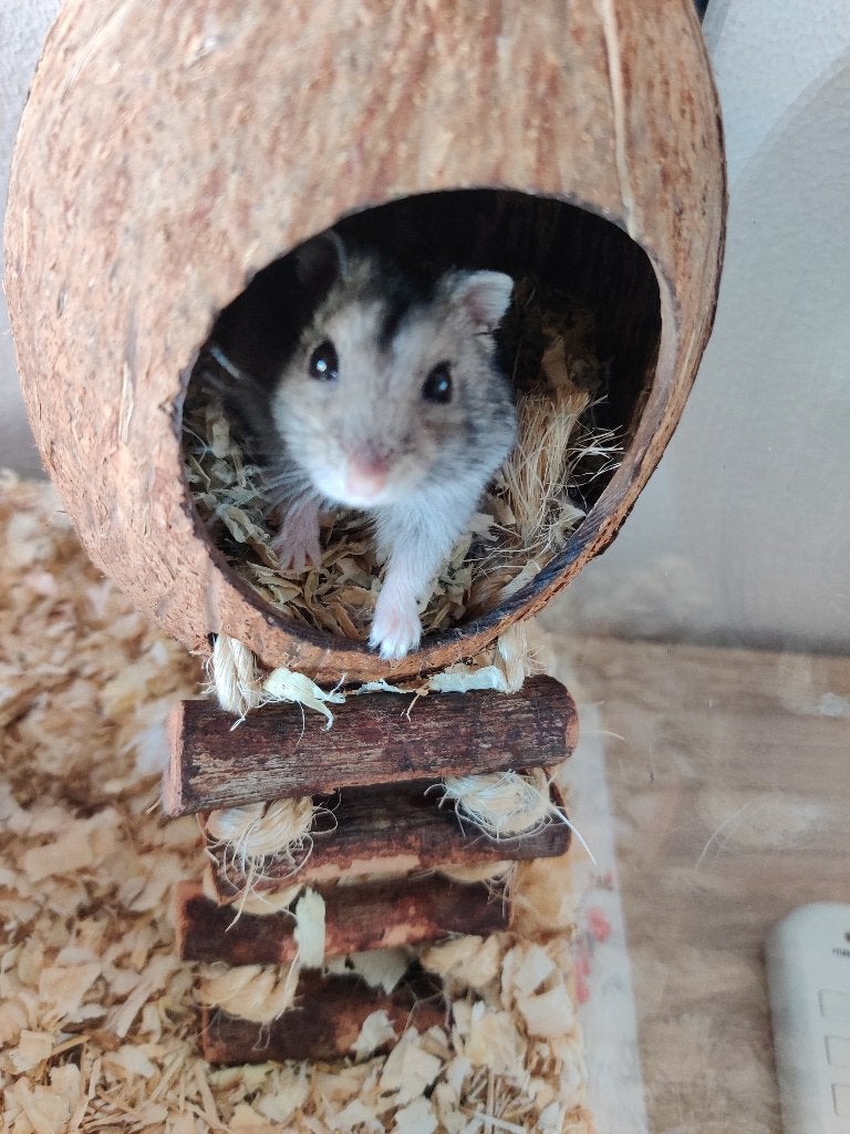 Handtamme dwerghamsters (met complete inrichting mogelijk!), Dieren en Toebehoren, Hamster, Meerdere dieren, Tam, Oktober