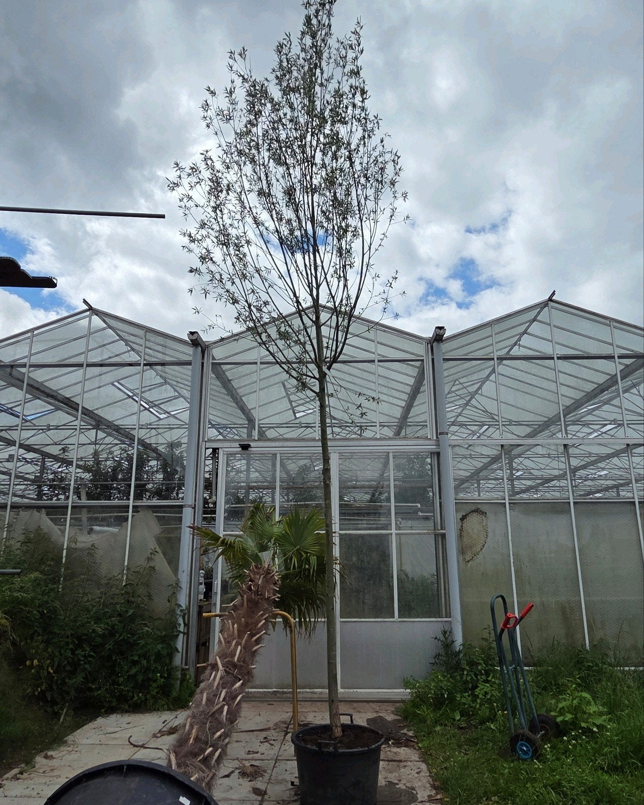 Salix alba 5m - Witte Wilg Schietwilg, Ophalen of Verzenden, Zomer, Volle zon, Overige soorten