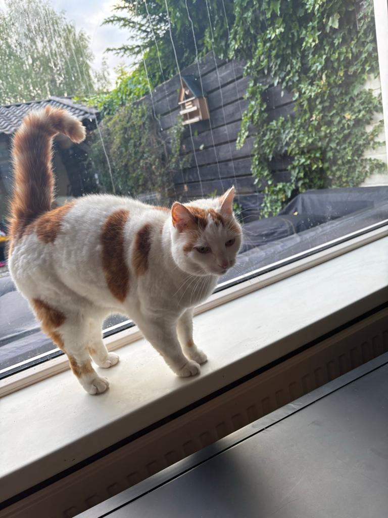 Lieve poes, Poes, Kortharig, 6 jaar of ouder