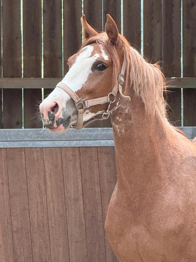Super lieve  twenter te koop, Dieren en Toebehoren, Paarden, Merrie, Minder dan 160 cm, Niet van toepassing, Dressuurpaard