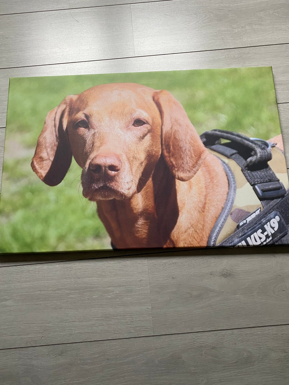 Viszla hond schilderij 75 breed en 50 hoog bruin en groen, Ophalen of Verzenden