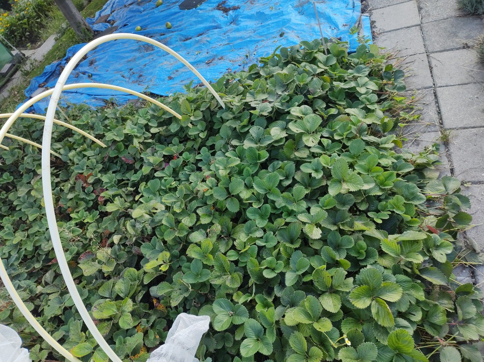 Aardbeien plantjes te koop - 0,50 cent per plant, Ophalen of Verzenden, Eenjarig, Groenteplanten, Volle zon