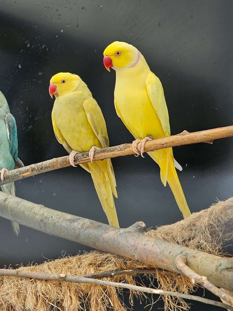 Koppel Halsbandparkieten | Lutino x Lacewing | 2020/2021, Meerdere dieren, Parkiet, Geringd