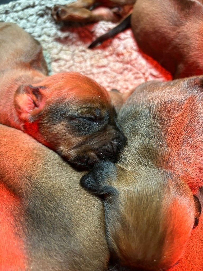 Rhodesian Ridgeback pups met stamboom, Dieren en Toebehoren, Parvo, Overige rassen, 8 tot 15 weken, Meerdere