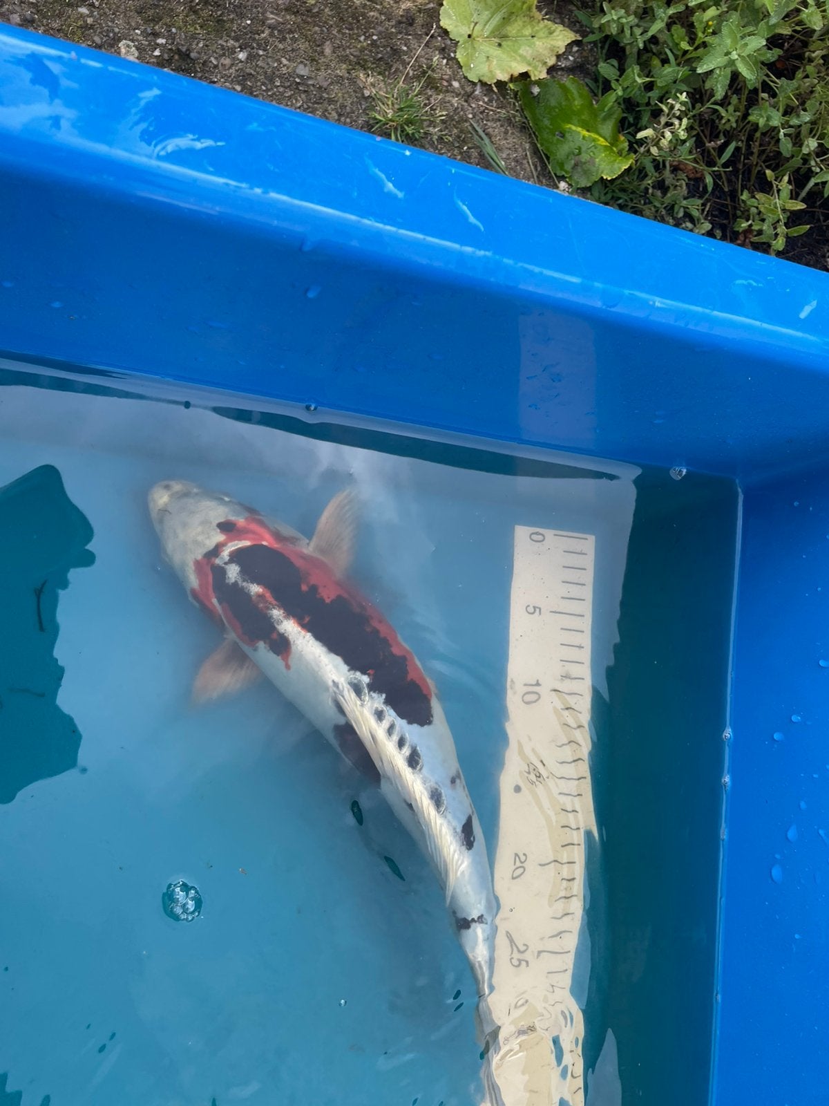 Intatuin koi te koop, Karper of Koi