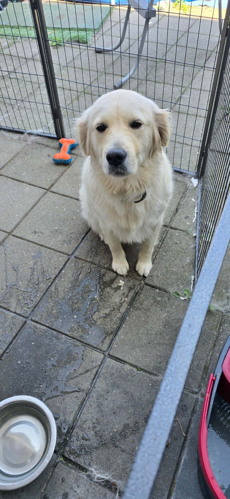 Golden retrivier 1.5 jaar oud, Dieren en Toebehoren, Golden retriever, 1 tot 2 jaar, Teef, Parvo