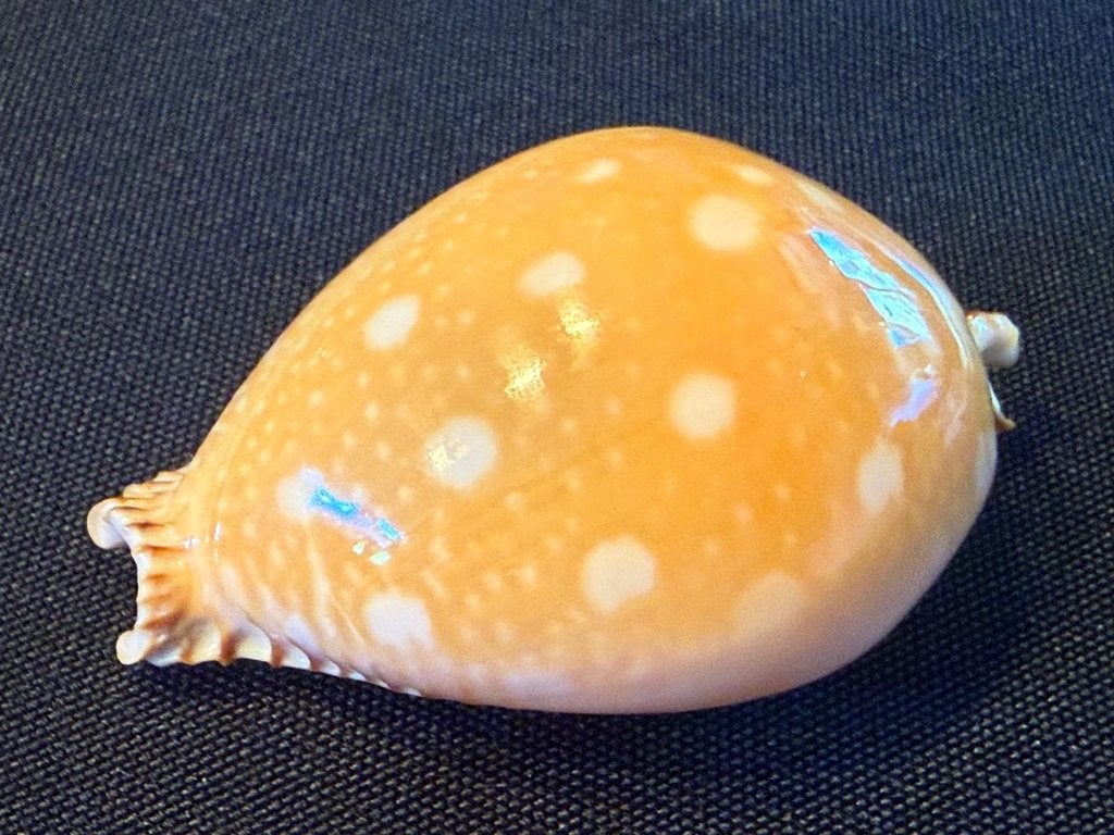schelpen Cypraea Guttata 68 mm gem !, Ophalen of Verzenden, Schelp(en)