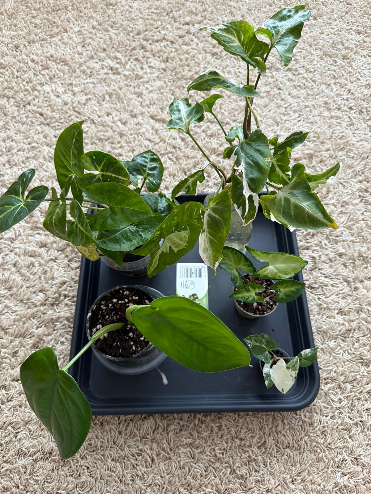 Syngonium pakket - Diverse soorten Syngoniums, Ophalen of Verzenden, Halfschaduw, Minder dan 100 cm