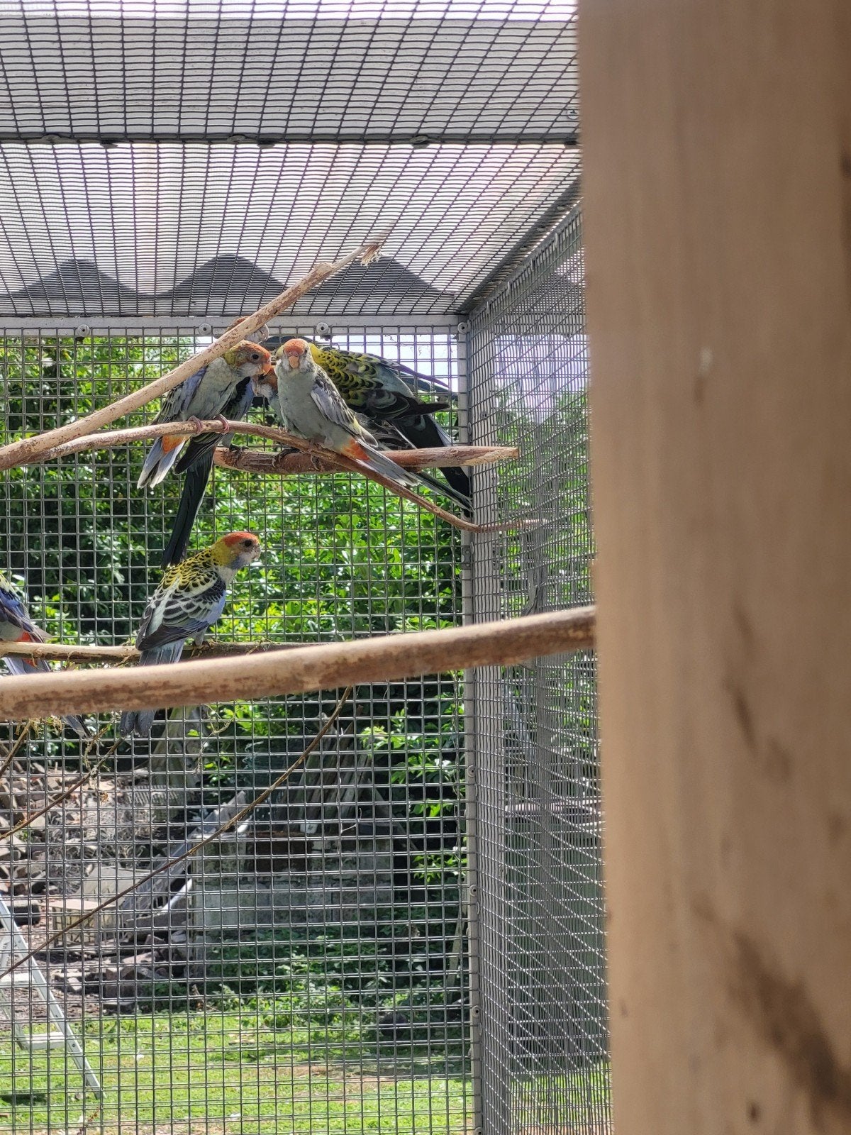 Bleekkop rosella, Dieren en Toebehoren, Meerdere dieren, Parkiet