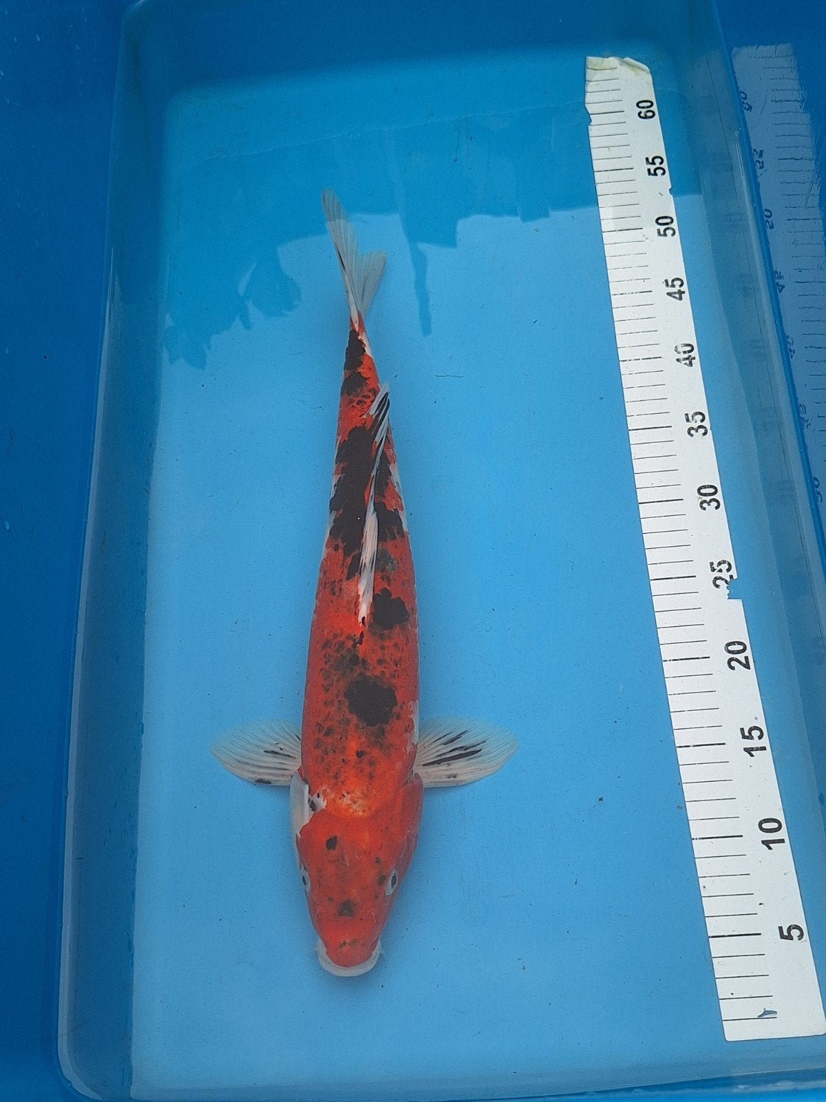Koi karper, Dieren en Toebehoren, Karper of Koi