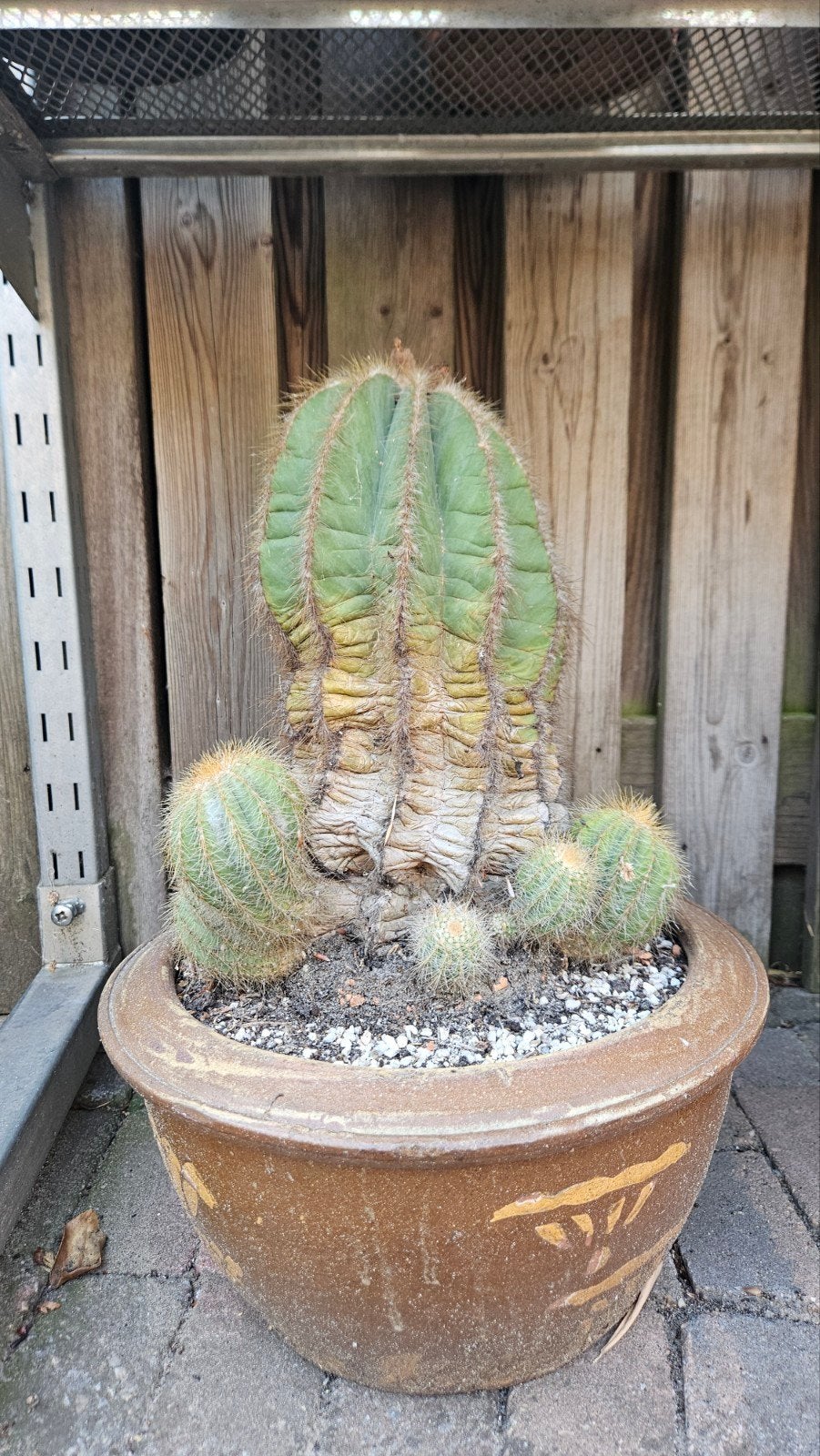 Grote cactus met baby cactussen in pot, Ophalen, Overige soorten, Volle zon