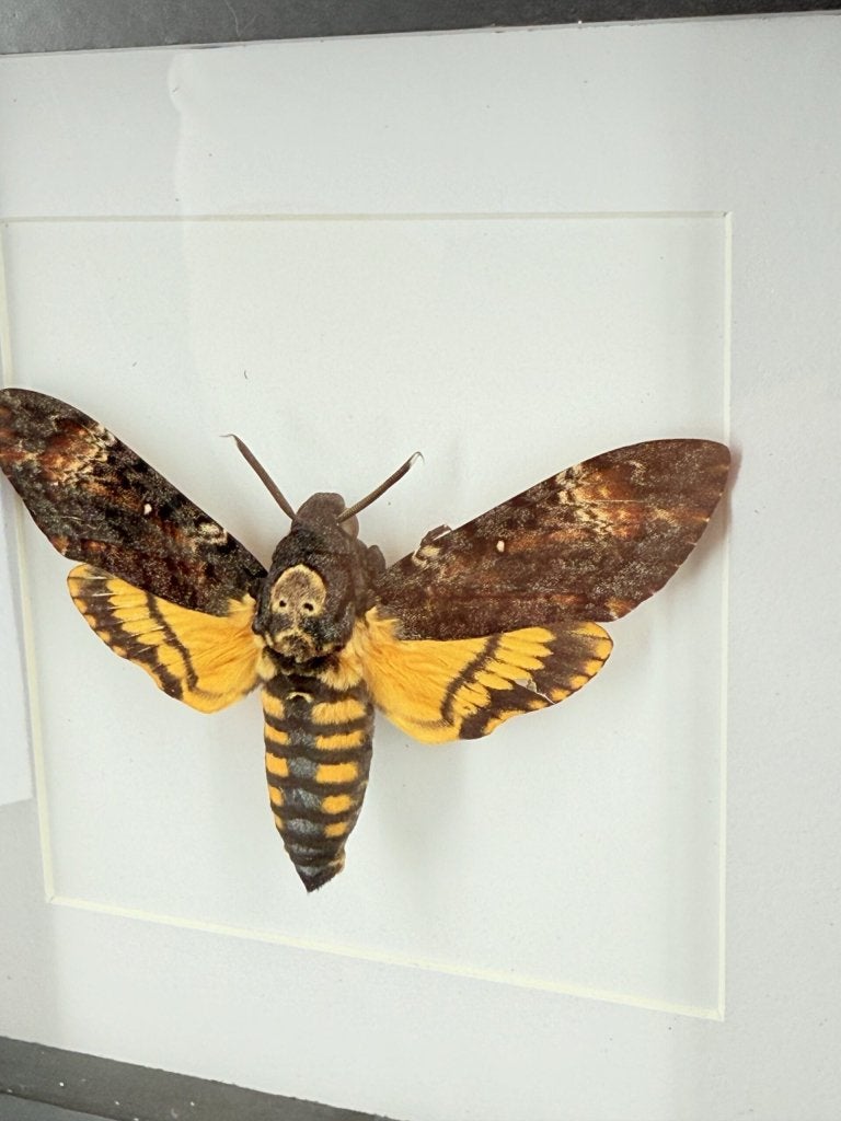 Doodshoofdvlinder Acherontia atropos in lijst, Ophalen of Verzenden, Nieuw, Insect, Opgezet dier