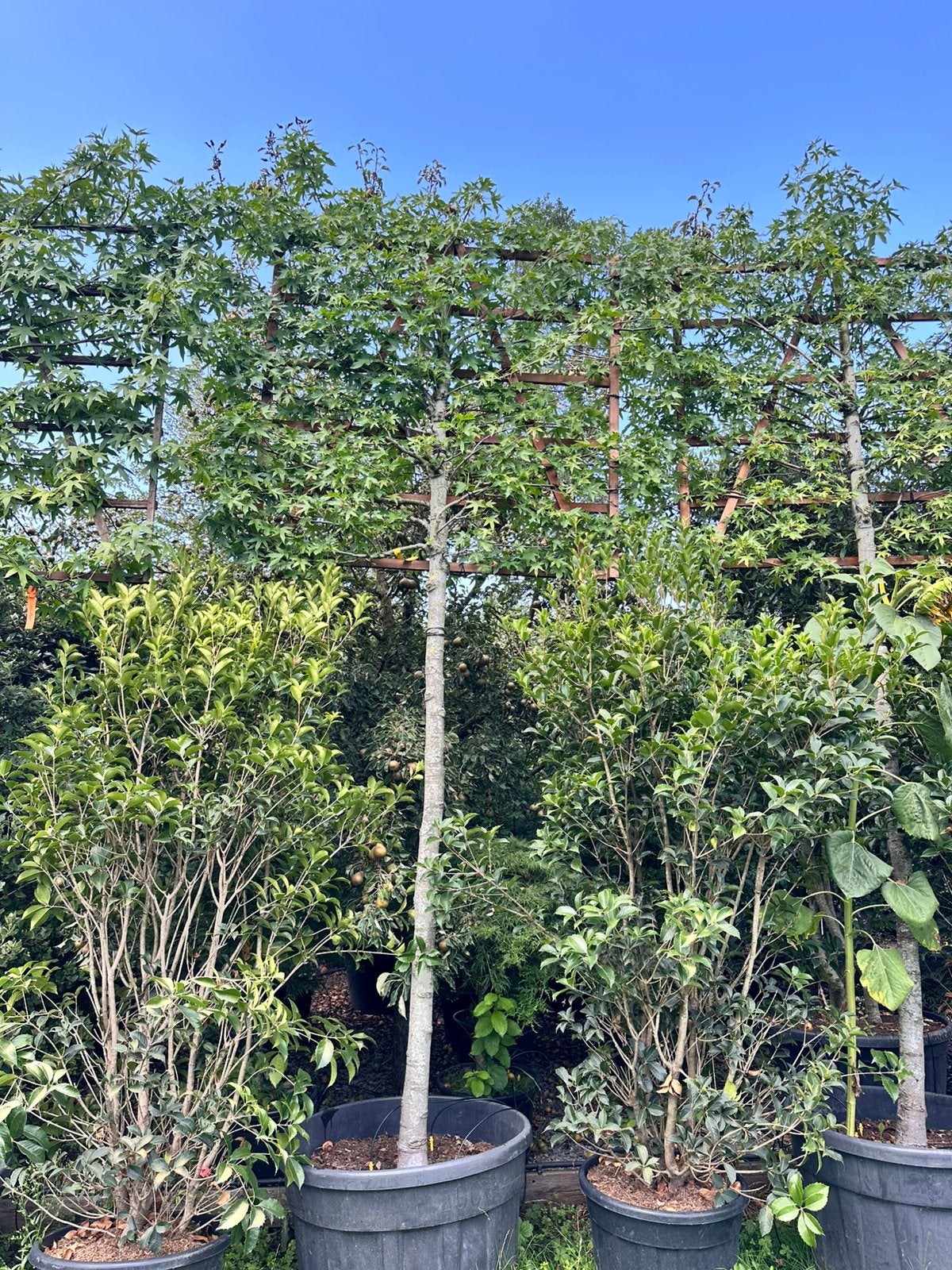 Lei amberboom (liquidambar), Tuin en Terras, Planten | Bomen, Ophalen, Halfschaduw, Leiboom