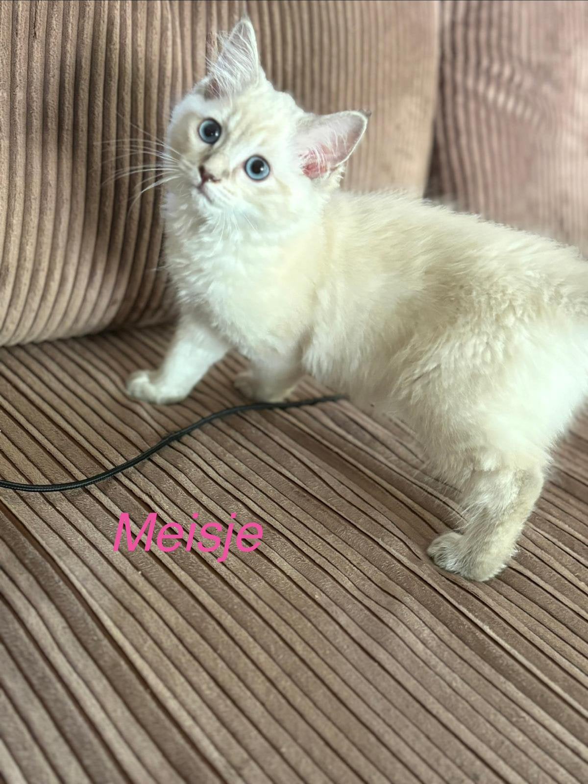 bluepoint Ragdoll Kittens, Meerdere dieren, Gechipt, 0 tot 2 jaar
