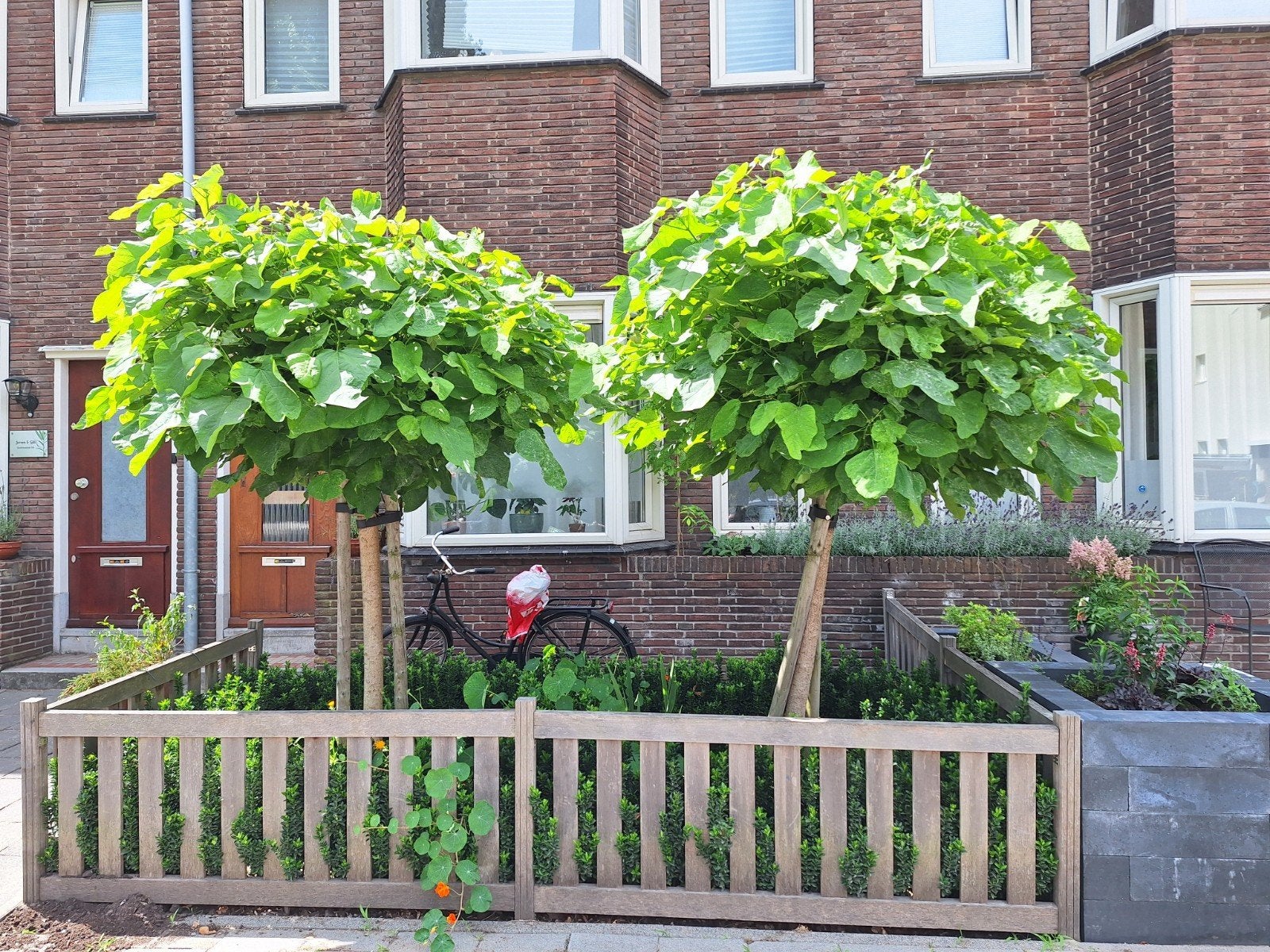 Gratis: 3 Bolcatalpa bomen - Zelf uitgraven, Tuin en Terras, Planten | Bomen, Ophalen, Bloeit niet, Overige soorten
