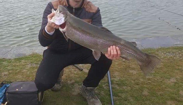 Verse Forel & Zalmforel, Diversen, Levensmiddelen, Ophalen