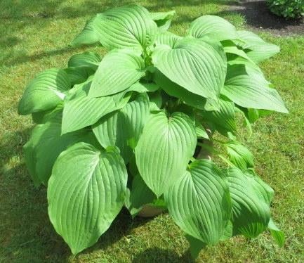 Volle bloembak met groot bladerige Hosta-s, Tuin en Terras, Planten | Tuinplanten, Vaste plant, Halfschaduw, Zomer, Ophalen