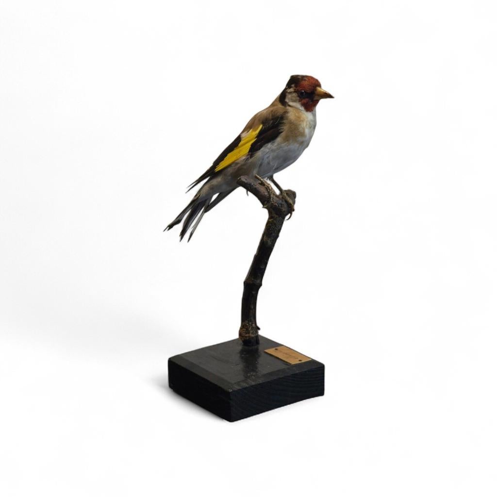 Taxidermie Putter opgezette vogel Carduelis carduelis, Ophalen of Verzenden, Zo goed als nieuw, Vogel, Opgezet dier