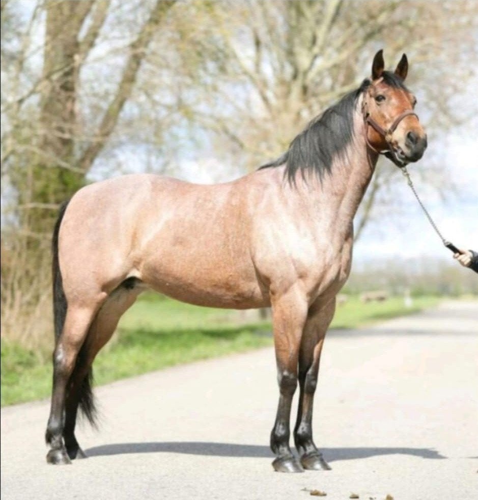Dravers merrie met een gouden karakter, E pony, Met stamboom, Niet van toepassing, 11 jaar of ouder, Merrie