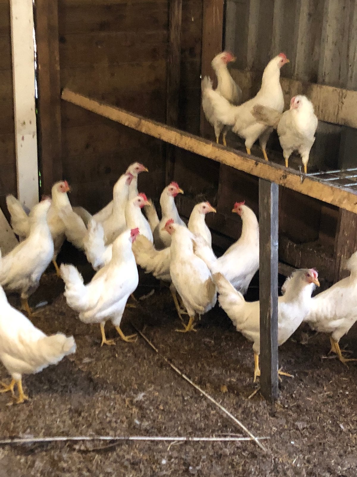 Witte leghorn, Dieren en Toebehoren, Vrouwelijk, Kip