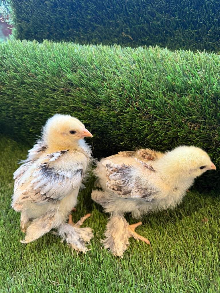 Brahma groothoender zalm zwart hanen, Dieren en Toebehoren, Pluimvee, Mannelijk, Kip