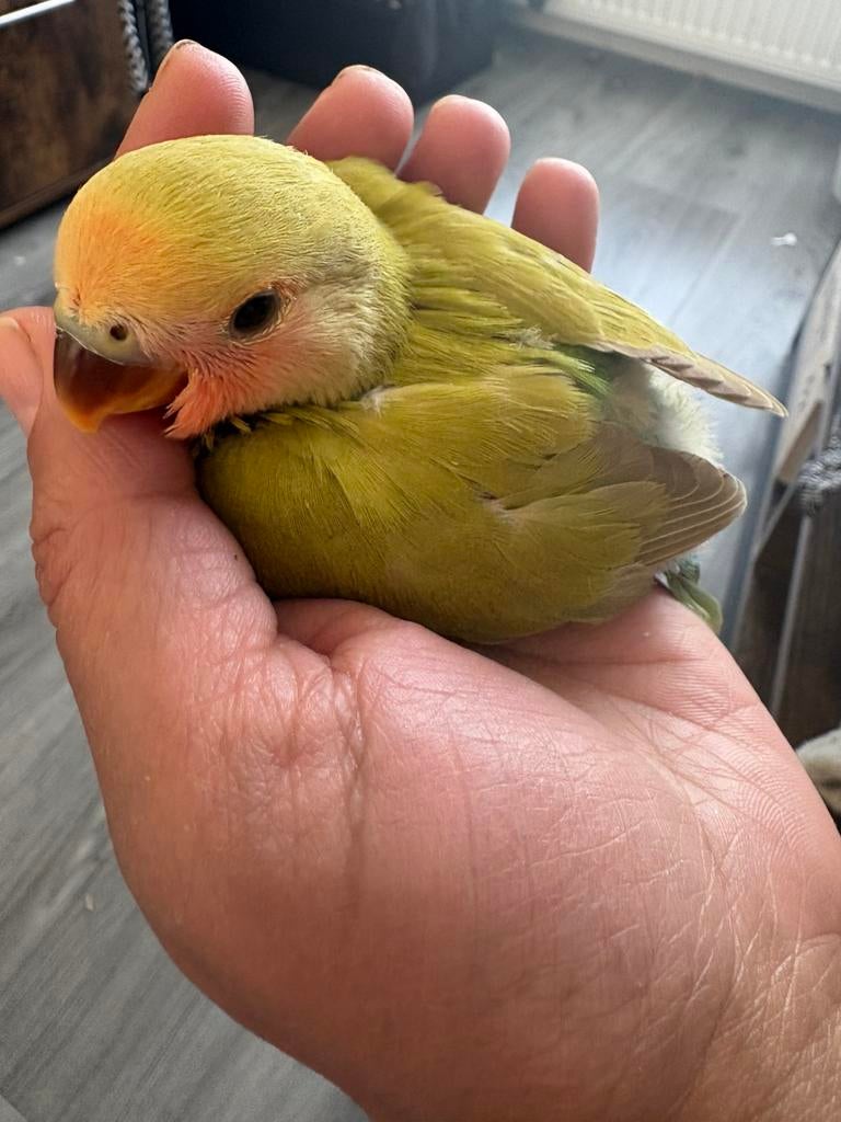 Handtam, Dieren en Toebehoren, Vogels | Parkieten en Papegaaien, Geslacht onbekend, Dwergpapegaai of Agapornis, Tam