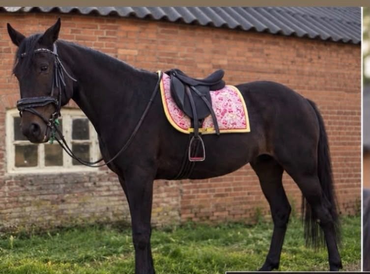 Lieve en brave draver merrie, Minder dan 160 cm, Niet van toepassing, Dressuurpaard, 11 jaar of ouder