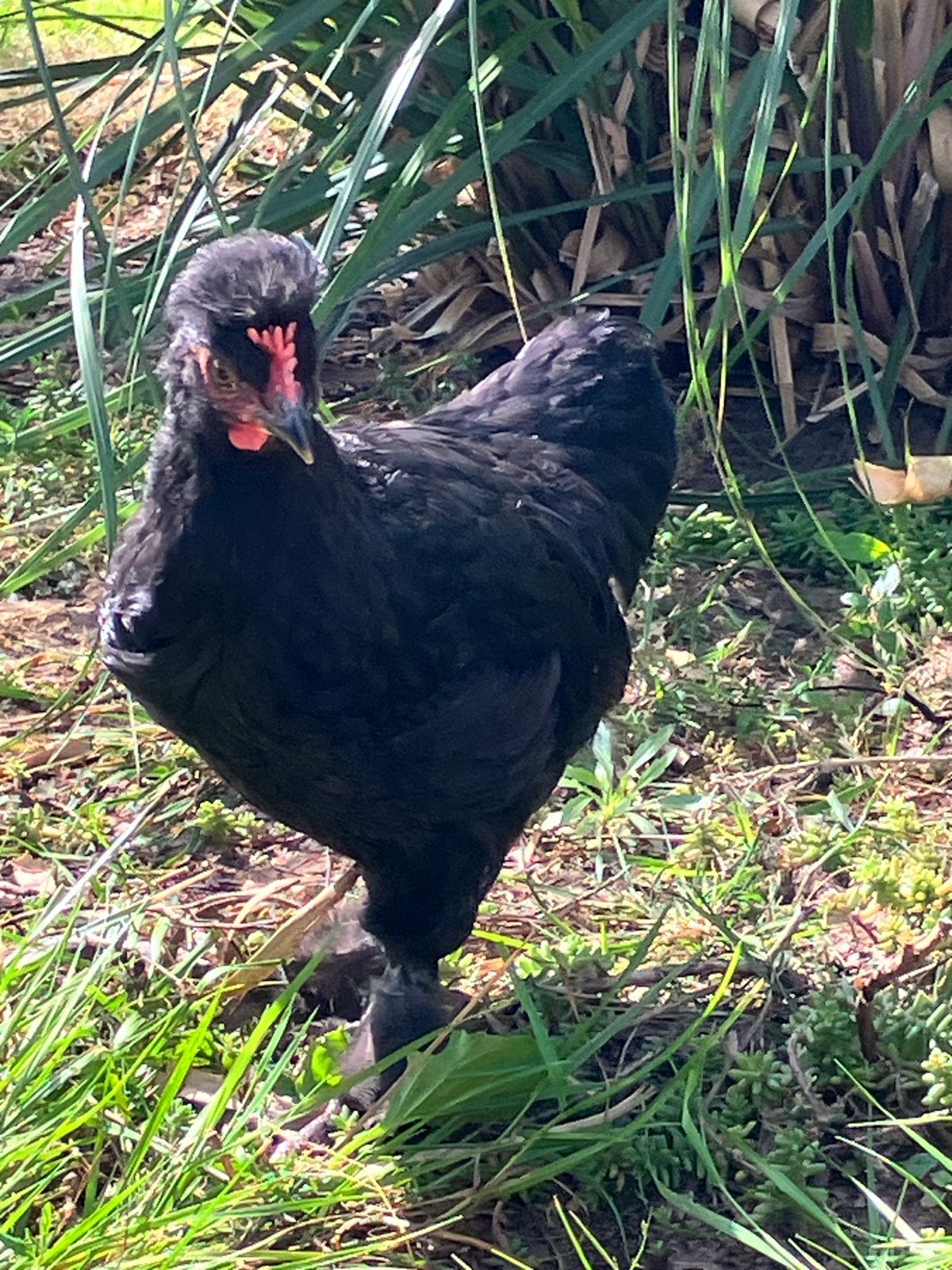 Krielhaantjes, Dieren en Toebehoren, Pluimvee, Mannelijk, Kip
